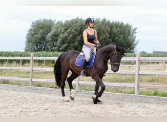 Cob, Wallach, 4 Jahre, 150 cm, Rappe