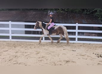 Cob, Wallach, 4 Jahre, 150 cm, Schecke