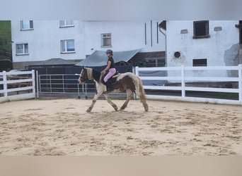 Cob, Wallach, 4 Jahre, 150 cm, Schecke