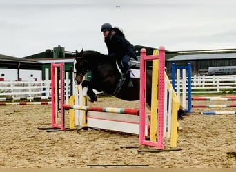 Cob, Wallach, 4 Jahre, 152 cm, Brauner
