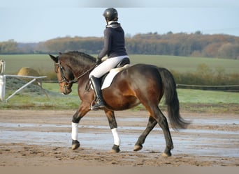 Cob, Wallach, 4 Jahre, 152 cm, Dunkelbrauner