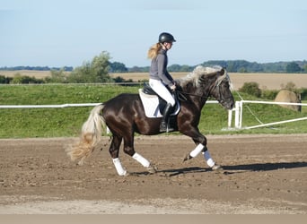 Cob, Wallach, 4 Jahre, 152 cm, Dunkelfuchs