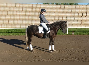 Cob, Wallach, 4 Jahre, 152 cm, Dunkelfuchs