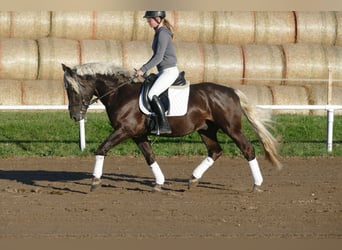Cob, Wallach, 4 Jahre, 152 cm, Dunkelfuchs