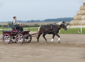 Cob, Wallach, 4 Jahre, 152 cm, Dunkelfuchs