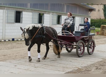 Cob, Wallach, 4 Jahre, 152 cm, Dunkelfuchs