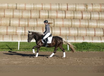 Cob, Wallach, 4 Jahre, 152 cm, Dunkelfuchs