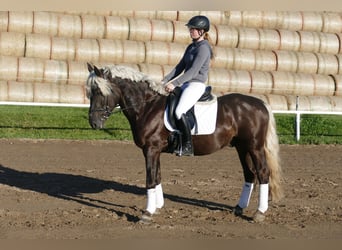 Cob, Wallach, 4 Jahre, 152 cm, Dunkelfuchs