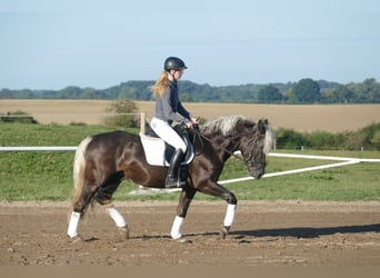 Cob, Wallach, 4 Jahre, 152 cm, Dunkelfuchs