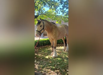 Cob Mix, Wallach, 4 Jahre, 152 cm, Falbe