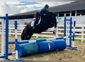 Cob, Wallach, 4 Jahre, 152 cm, Rappe