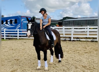 Cob, Wallach, 4 Jahre, 152 cm, Rappe