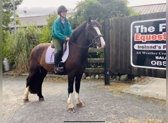 Cob, Wallach, 4 Jahre, 152 cm, Rappe