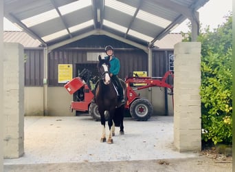 Cob, Wallach, 4 Jahre, 152 cm, Rappe