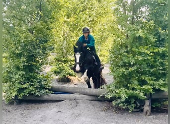 Cob, Wallach, 4 Jahre, 152 cm, Rappe