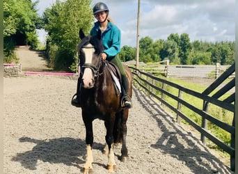 Cob, Wallach, 4 Jahre, 152 cm, Rappe