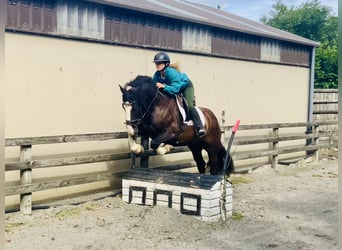 Cob, Wallach, 4 Jahre, 152 cm, Rappe