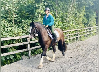 Cob, Wallach, 4 Jahre, 152 cm, Rappe