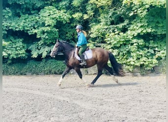 Cob, Wallach, 4 Jahre, 152 cm, Rappe