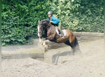 Cob, Wallach, 4 Jahre, 152 cm, Rappe