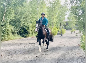 Cob, Wallach, 4 Jahre, 152 cm, Rappe