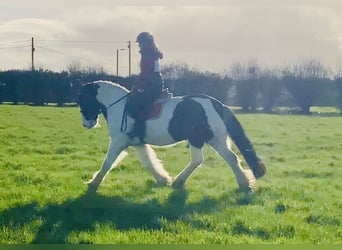 Cob, Wallach, 4 Jahre, 152 cm, Schecke