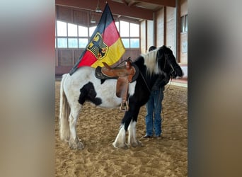 Cob, Wallach, 4 Jahre, 153 cm, Schecke