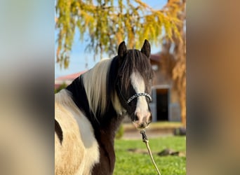 Cob, Wallach, 4 Jahre, 153 cm, Schecke