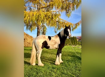 Cob, Wallach, 4 Jahre, 153 cm, Schecke