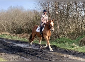 Cob Mix, Wallach, 4 Jahre, 154 cm, Dunkelfuchs