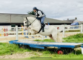 Cob, Wallach, 4 Jahre, 155 cm, Schecke