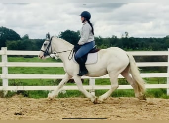 Cob, Wallach, 4 Jahre, 155 cm, Schecke