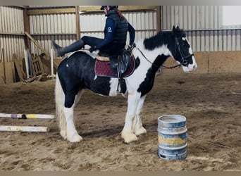 Cob, Wallach, 4 Jahre, 155 cm, Tigerschecke
