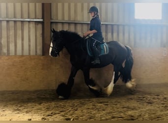 Cob, Wallach, 4 Jahre, 156 cm, Rappe