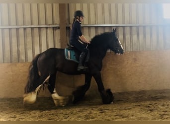 Cob, Wallach, 4 Jahre, 156 cm, Rappe