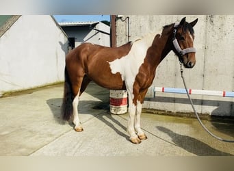 Cob, Wallach, 4 Jahre, 158 cm, Schecke