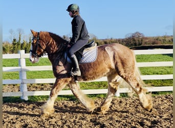 Cob, Wallach, 4 Jahre, 159 cm, Roan-Red