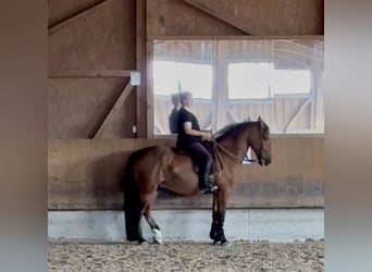 Cob, Wallach, 4 Jahre, 162 cm, Brauner
