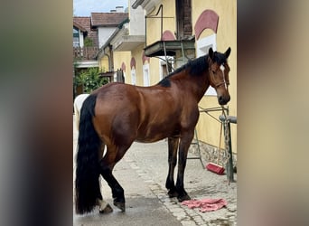 Cob, Wallach, 4 Jahre, 162 cm, Brauner