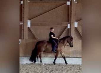 Cob, Wallach, 4 Jahre, 162 cm, Brauner