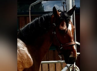 Cob, Wallach, 4 Jahre, 162 cm, Brauner