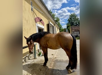 Cob, Wallach, 4 Jahre, 162 cm, Rotbrauner