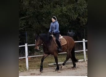 Cob, Wallach, 4 Jahre, 162 cm, Rotbrauner
