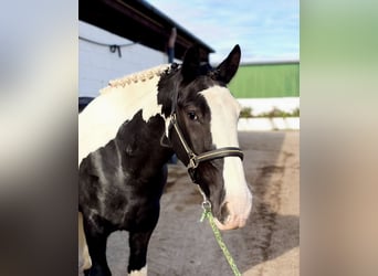 Cob, Wallach, 4 Jahre, 163 cm, Schecke