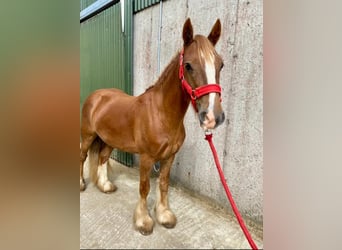 Cob, Wallach, 5 Jahre, 123 cm, Dunkelfuchs