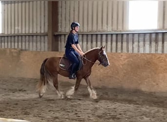 Cob, Wallach, 5 Jahre, 123 cm, Dunkelfuchs