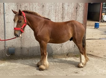 Cob, Wallach, 5 Jahre, 123 cm, Dunkelfuchs