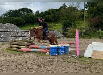 Cob, Wallach, 5 Jahre, 123 cm, Dunkelfuchs