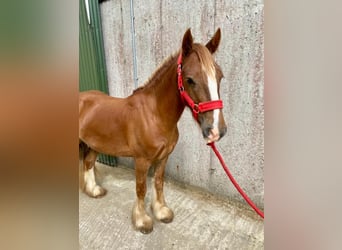 Cob, Wallach, 5 Jahre, 123 cm, Dunkelfuchs