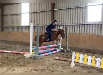 Cob, Wallach, 5 Jahre, 123 cm, Dunkelfuchs